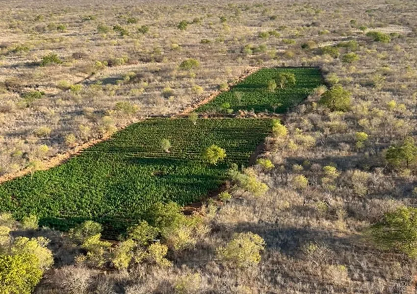 Forças Estadual e Federal localizam 200 mil pés de maconha durante a Operação Nordeste Integrado 