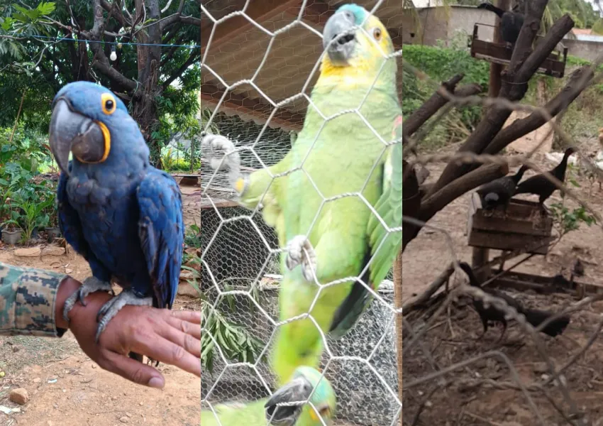 Polícia Ambiental identifica criação irregular de animais silvestres em Livramento de Nossa Senhora