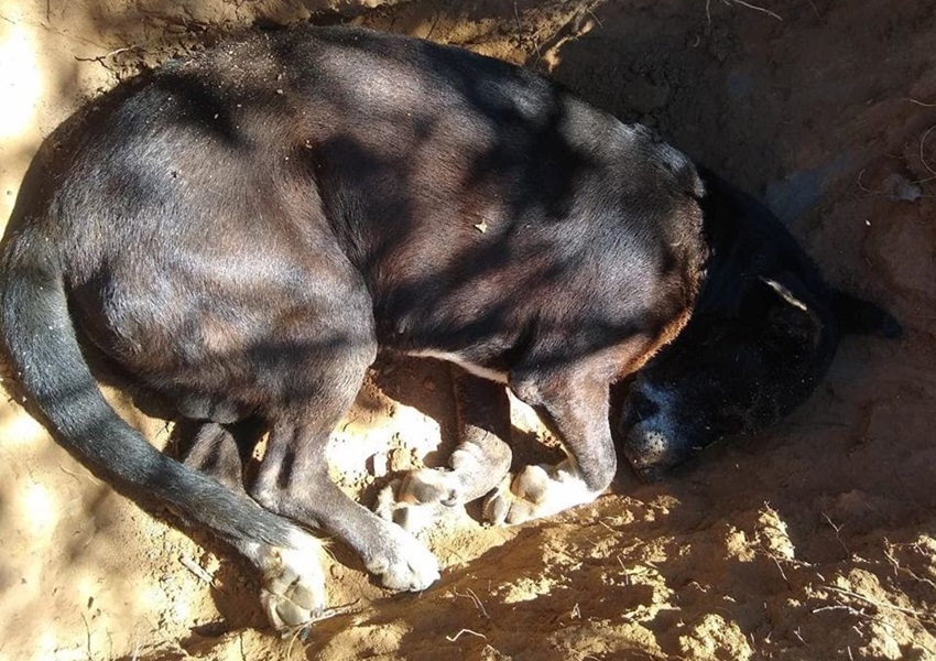 Mesmo após campanha, extermínio de animais continua em Rio de Contas