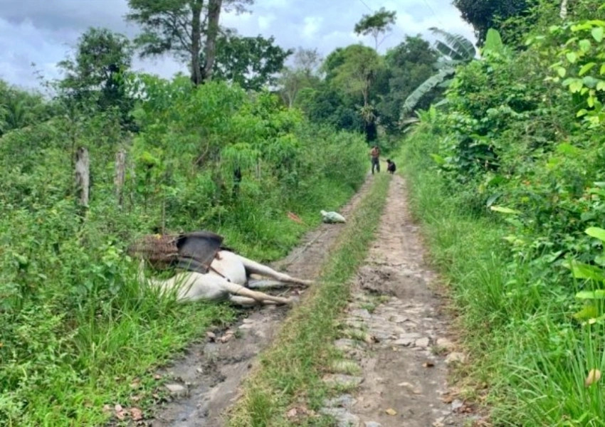 Burro morre eletrocutado após pisar em cabo energizado e homem sai ileso