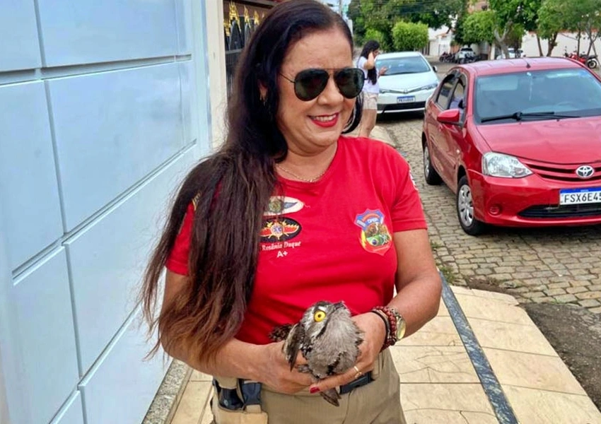 Urutau aparece em residência e mobiliza brigadistas ambientais em Livramento