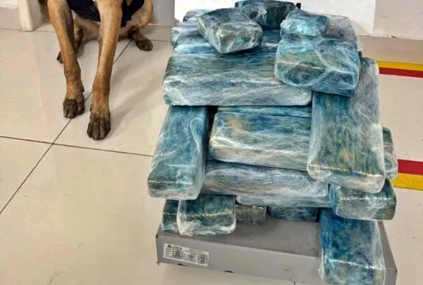 Cão farejador Messi ajuda PRF a localizar 26 kg de maconha em Vitória da Conquista