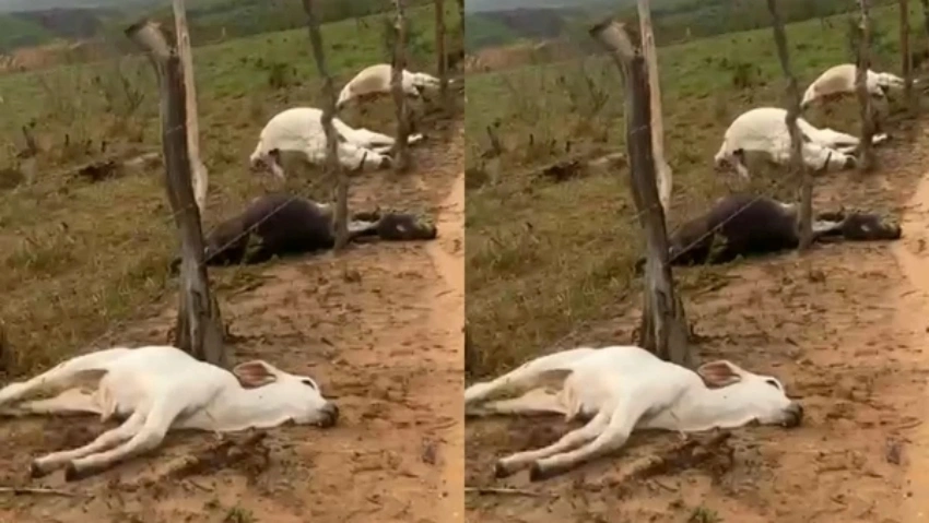 Descarga elétrica atinge fazenda e mata oito animais em Boquira