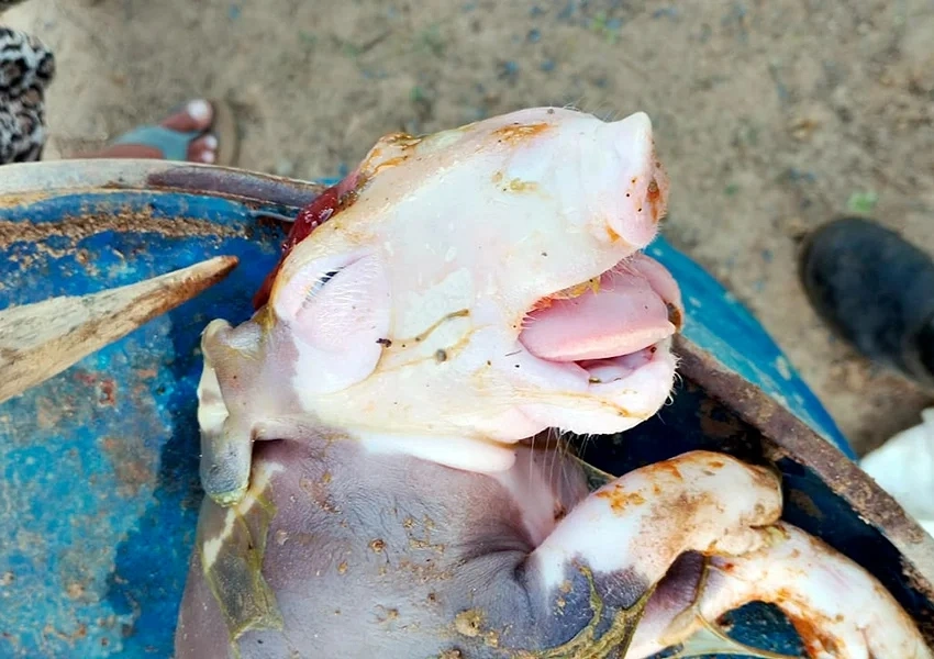 Filhote de suíno nasce com duas bocas e duas línguas em sítio de Malhada