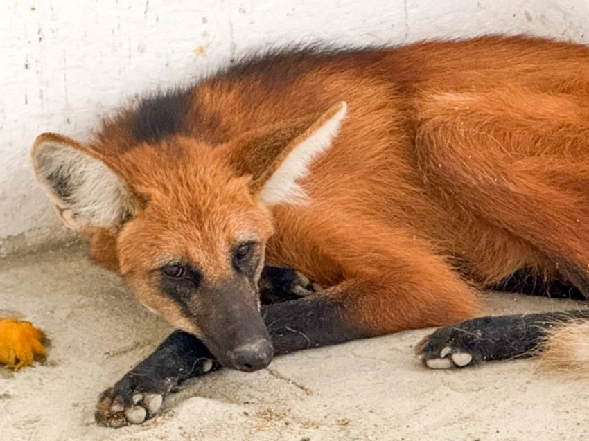 Lobo-guará é resgatado em sítio de Vitória da Conquista após mobilização ambiental