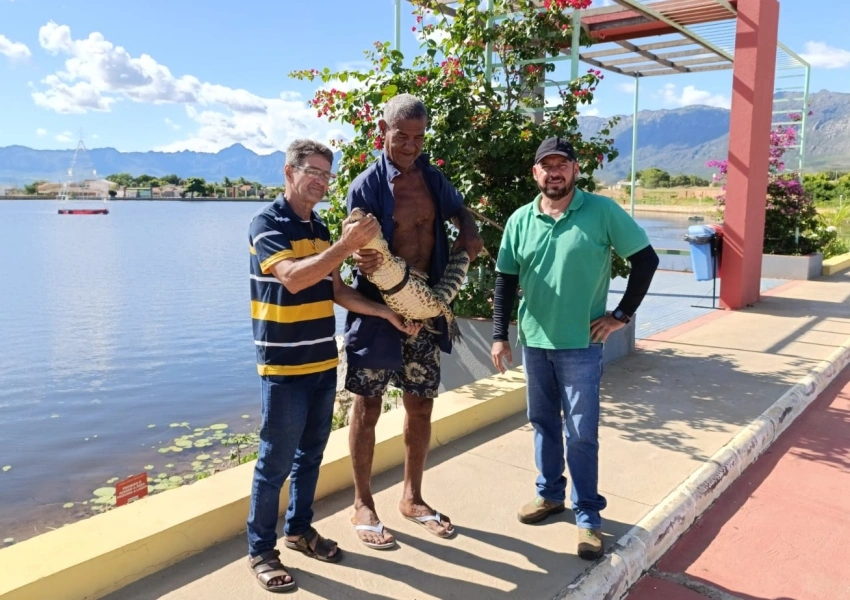 Em Livramento Jacaré é levado para novo habitat após orientação ambiental