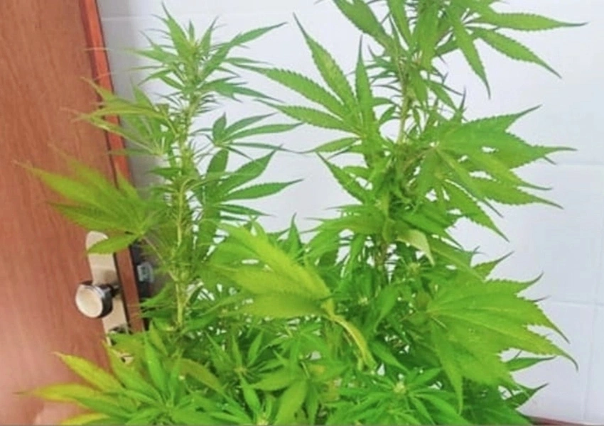 Homem é preso por cultivar maconha no quintal em Barra da Estiva