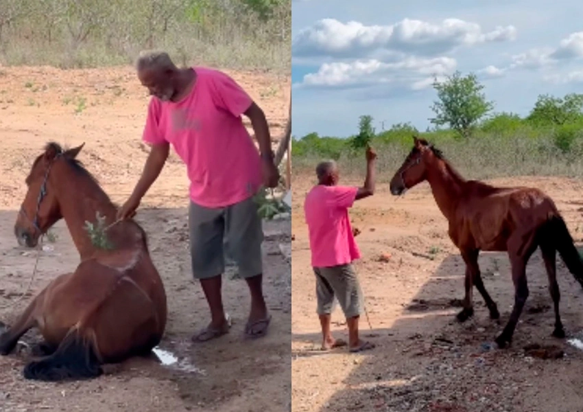 Cavalo debilitado se levanta após oração e vídeo repercute nas redes