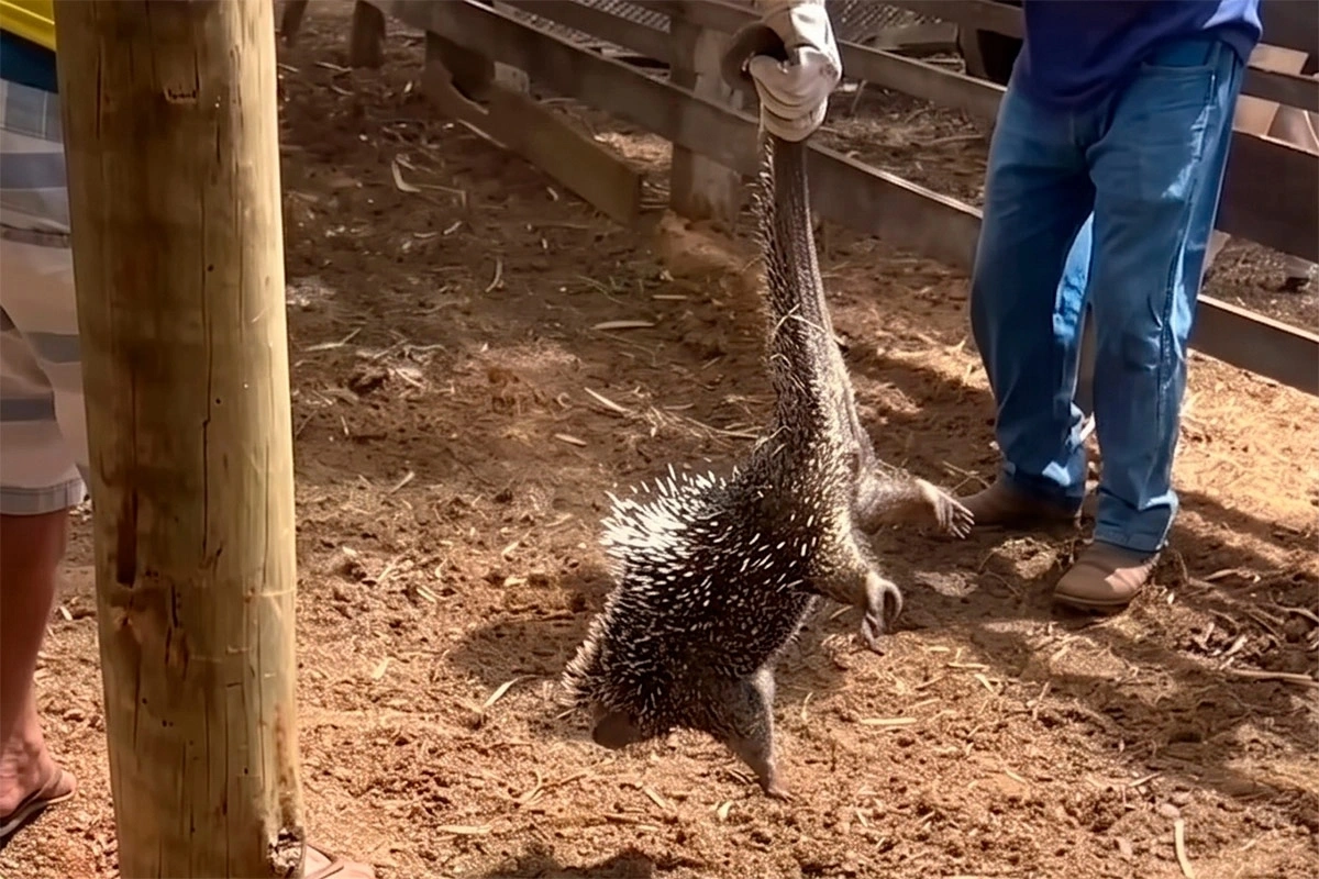 Ouriço-cacheiro é resgatado por brigadistas na zona rural de Livramento