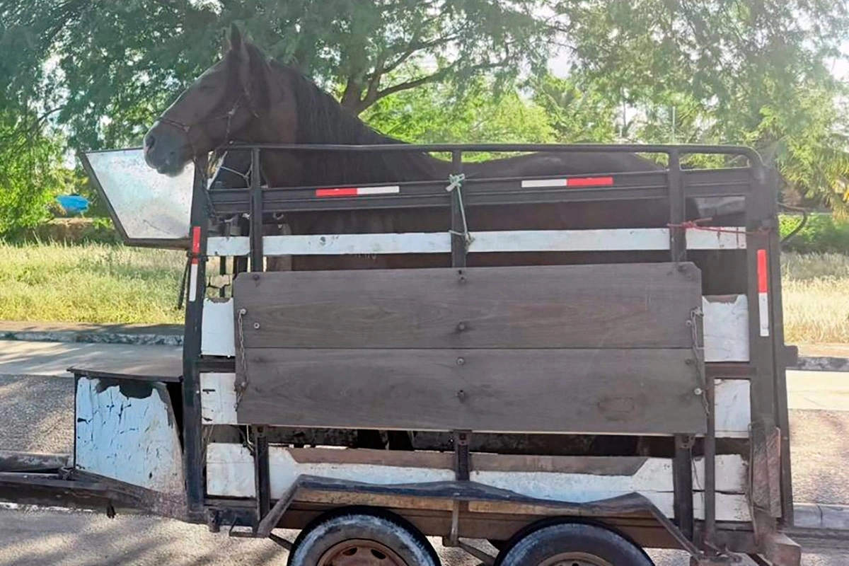 Polícia Rodoviária apreende veículo com transporte irregular de equinos em Tanhaçu