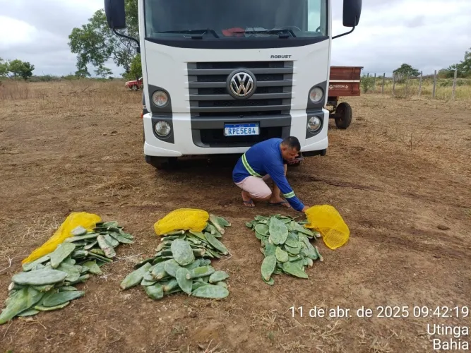 Governo da Bahia entrega 90 mil mudas de palma para agricultores de Livramento