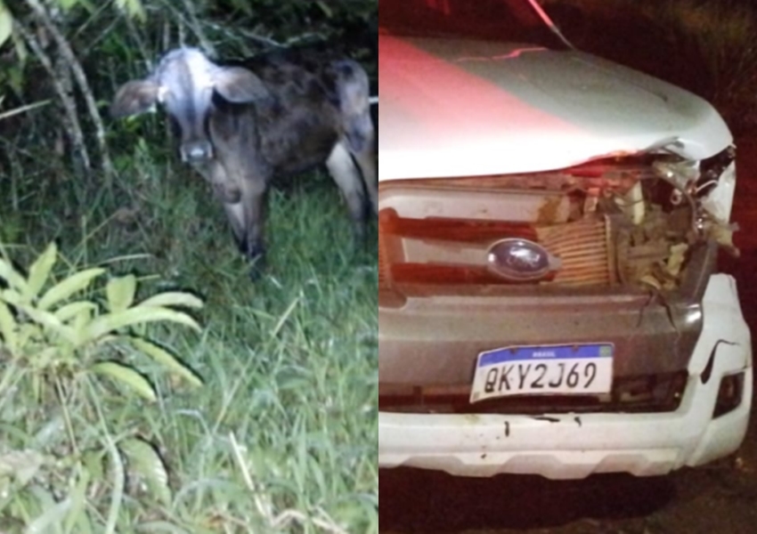 Bezerro é atingido por caminhonete em estrada entre Ipiaú e Ibirataia