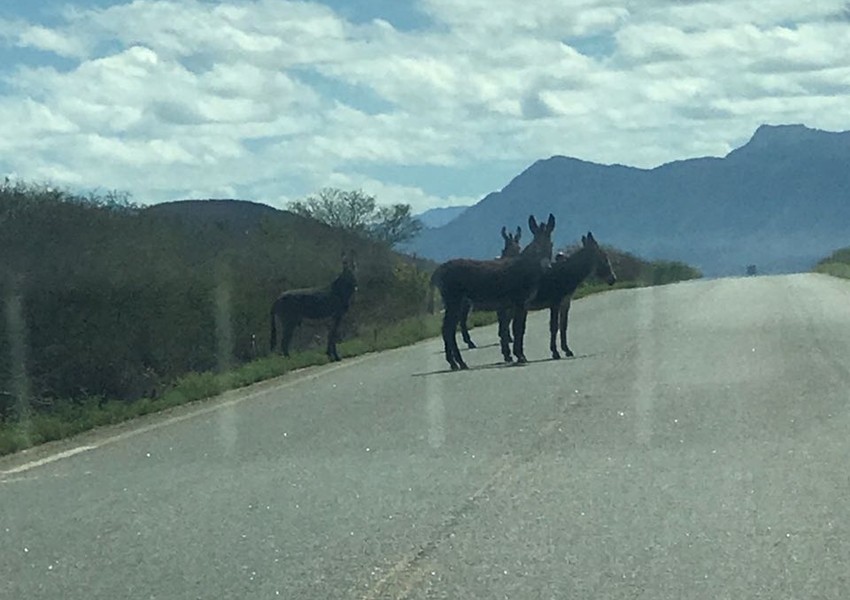 BA-148: Animais soltos em rodovia preocupam motoristas 