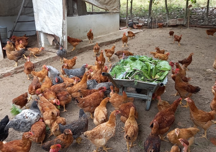 Criação de galinha caipira gera lucro para agricultores familiares de Alagoinhas