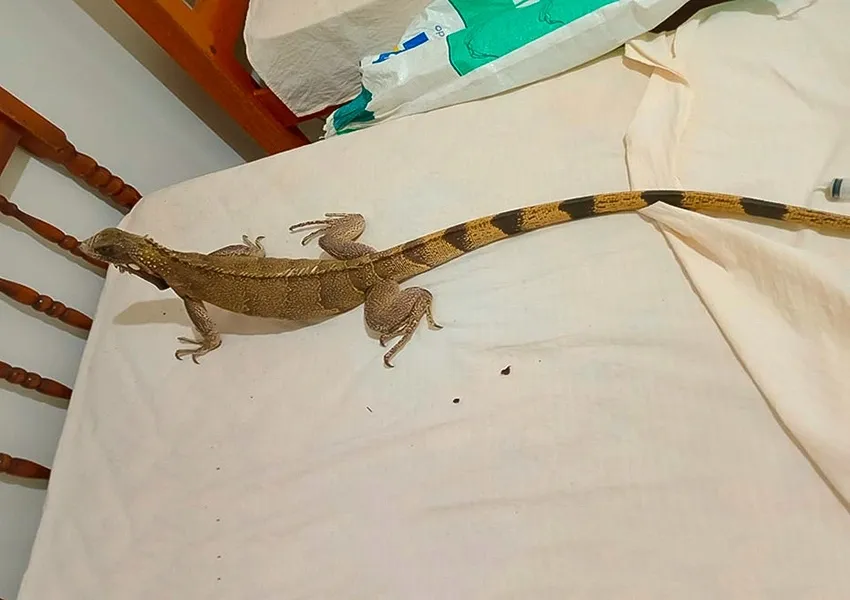 GASA resgata iguana encontrada em casa no bairro Benito Gama