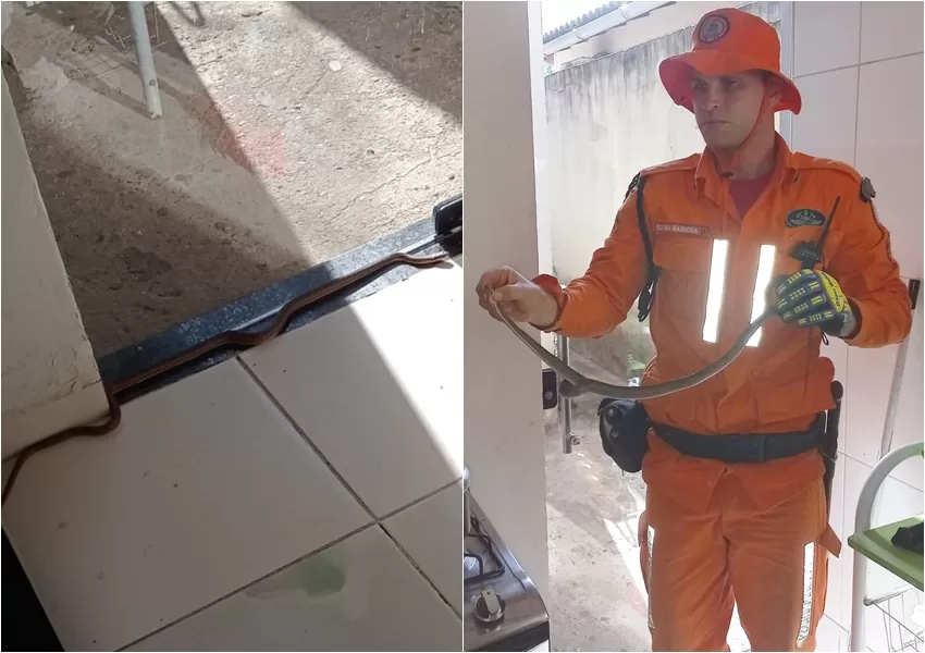  Corpo de Bombeiros resgata cobra 'Corre-Campo' durante treinamento em Livramento de Nossa Senhora