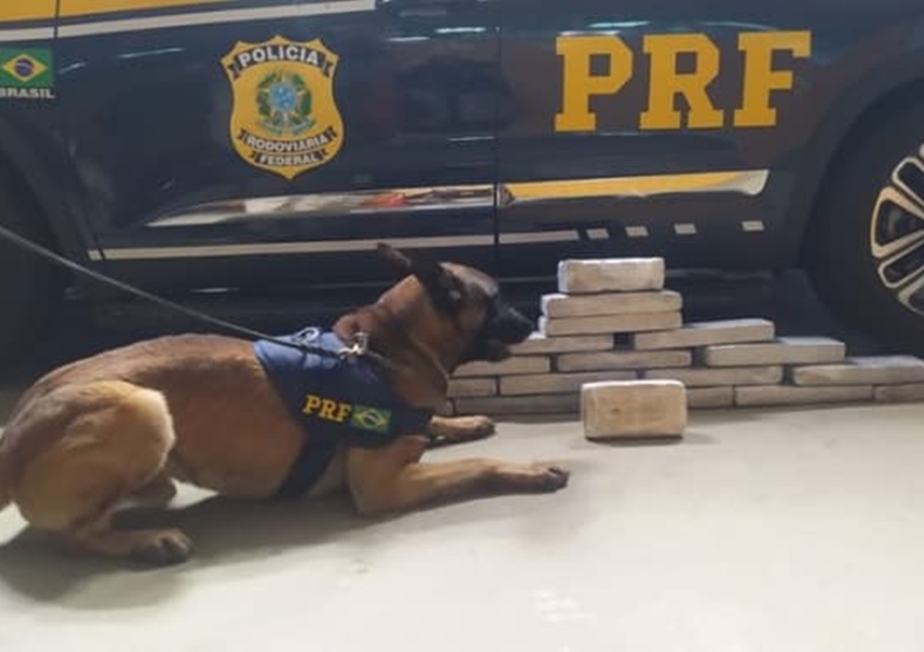 Apreensão na BR-116: PRF Detém Passageiro com Drogas em Vitória da Conquista