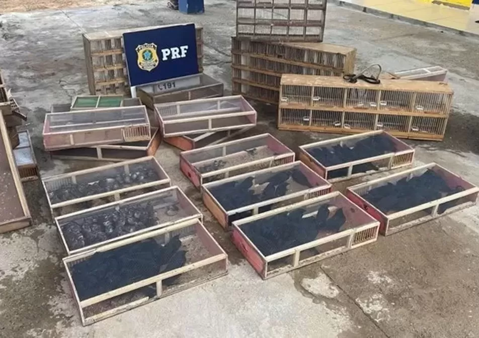Em abordagem na BR 116, PRF resgata 190 aves silvestres
