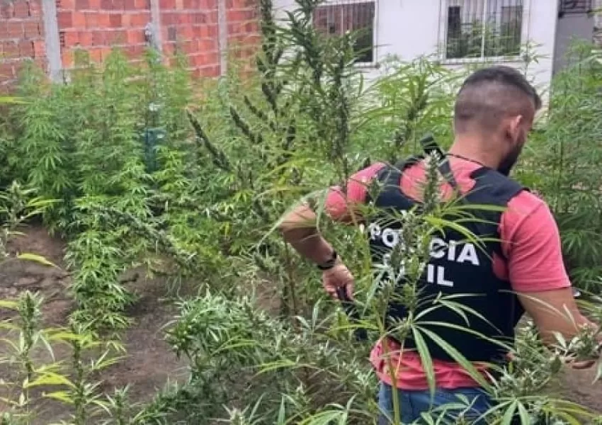 Plantio de maconha é erradicado em Feira de Santana e suspeito é detido