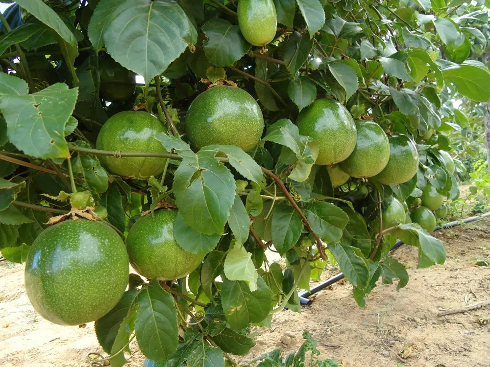 Livramento de Nossa Senhora lidera produção de maracujá no Brasil