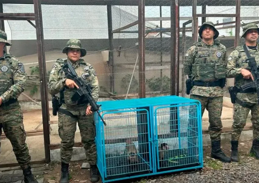 Homem entrega voluntariamente dois macacos-prego à polícia ambiental em Barreiras