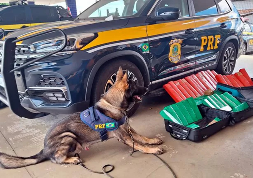 Cão farejador da PRF encontra 50 Kg de maconha em bagageiro de ônibus na BR 116