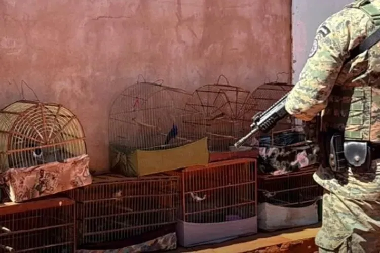 Polícia resgata 20 aves silvestres mantidas ilegalmente em Iraquara