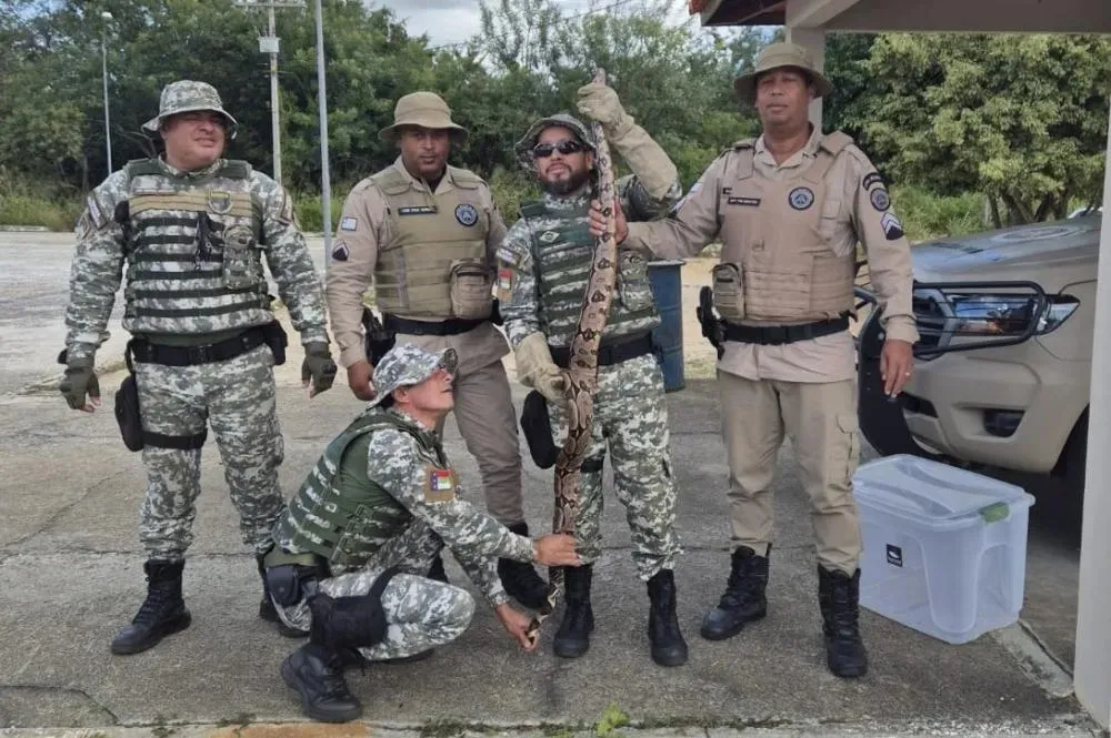 Jiboia é resgatada por policiais na BA-262 em Vitória da Conquista