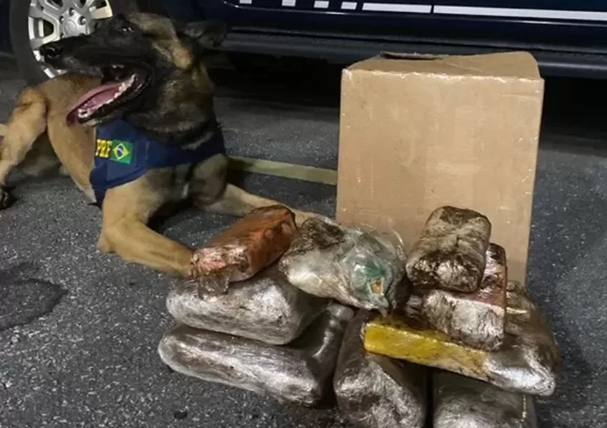 Com auxílio de cão farejador, PRF apreende cocaína, maconha e crack em ônibus na BR 116