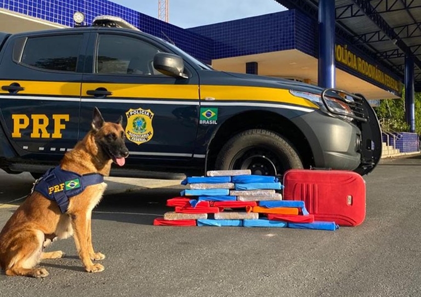 A importância do trabalho do cão farejador no combate ao crime organizado
