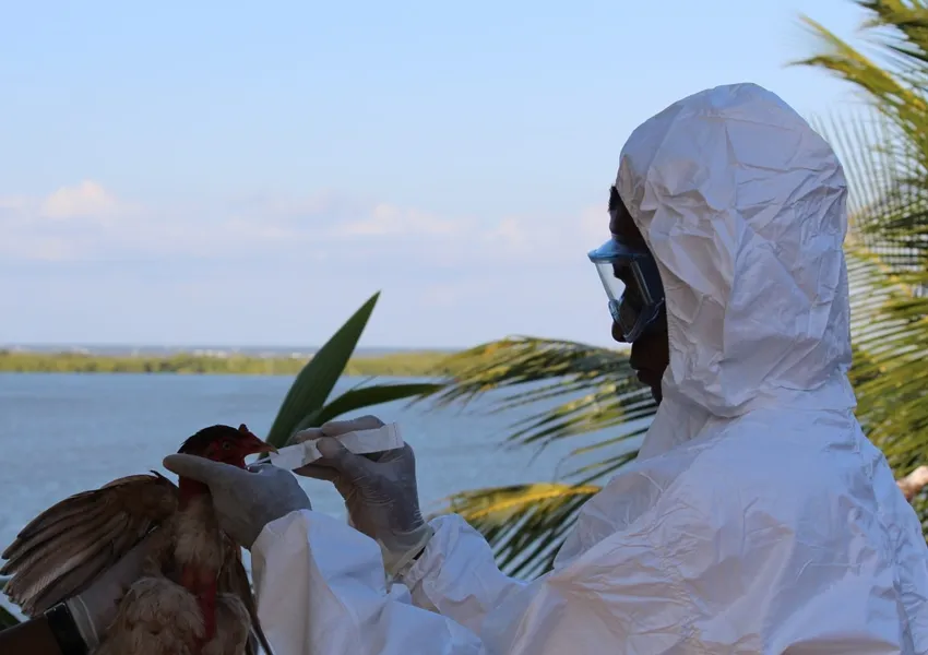 Bahia reforça vigilância após primeiro caso de gripe aviária em aves comerciais no Brasil