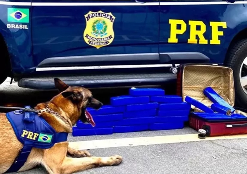 Cão farejador ajuda na apreensão de 20 quilos de maconha durante fiscalização de rotina na BR-116