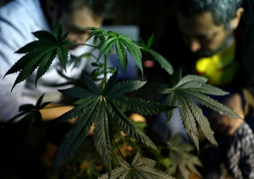 Anvisa realiza audiência pública para discutir a liberação do cultivo de maconha medicinal