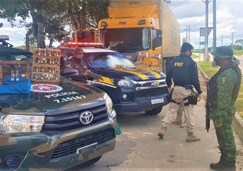 PRF e CIPPA BA resgatam pássaros silvestres escondidos dentro de cabine de caminhão dos Correios