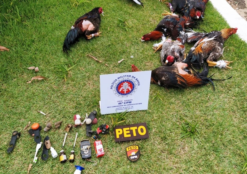 Livramento: Rinha de galo é desmontada e 17 animais vítimas de maus-tratos são resgatados pela PM