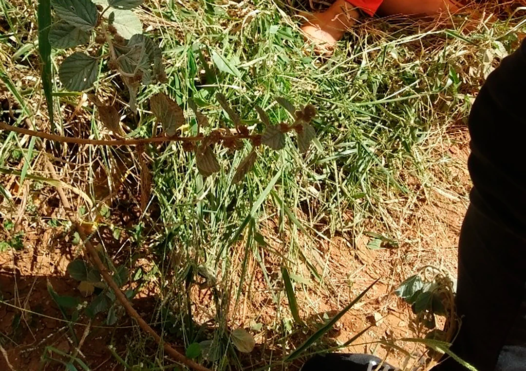 Homem é condenado a mais de 7 anos de prisão por matar sobrinho em Malhada
