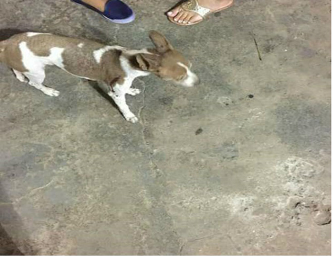 Procura-se cachorro desaparecido em Brumado