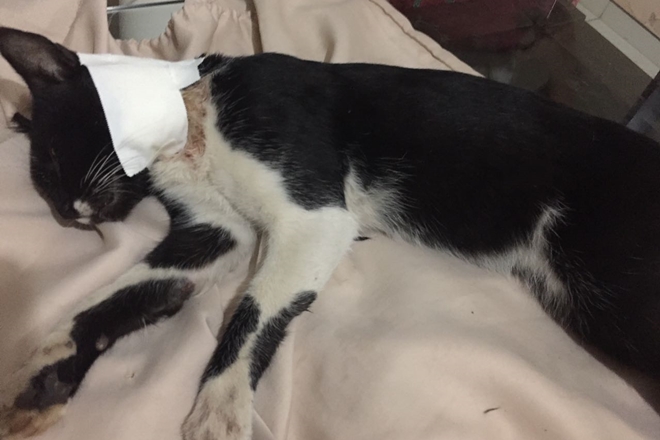 Livramento: Gato é esfaqueado por homem dentro de Igreja Evangélica