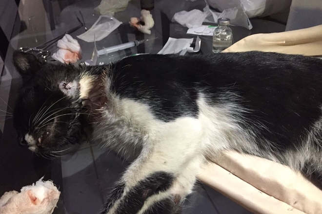 Livramento: Gato é esfaqueado por homem dentro de Igreja Evangélica