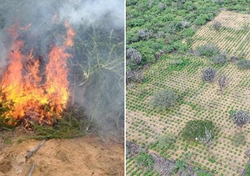 Polícia toca fogo em plantação com 32 mil pés de maconha em Juazeiro