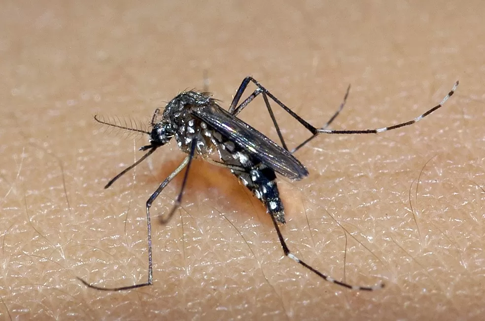 Bahia registra 28 mortes por dengue; Juazeiro tem nova vítima