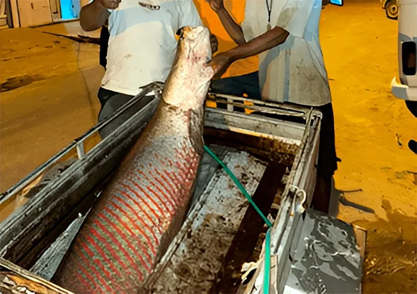 Terceiro pirarucu é pescado em dois meses na Lagoa do Mocambo
