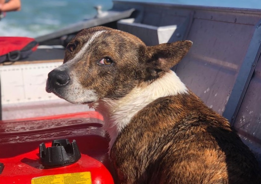 Cachorro cai no mar e é resgatado por bombeiros em Porto Seguro