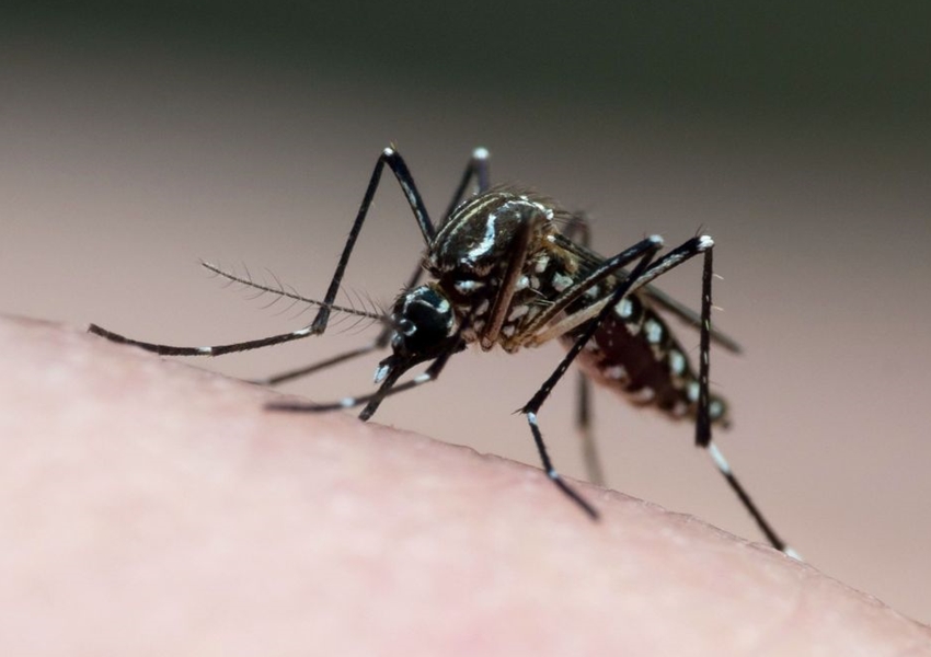 Bahia registra duas mortes por chikungunya e alerta para epidemia de dengue em diversos municípios