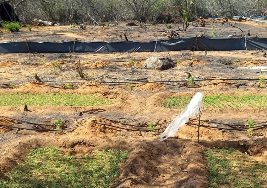 Polícia Militar encontra plantação com mais de 50 mil pés de maconha