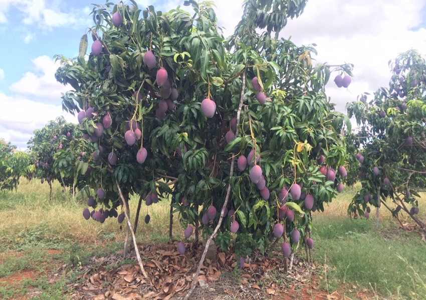 Manga: Bom pegamento das flores deve elevar produção em Livramento