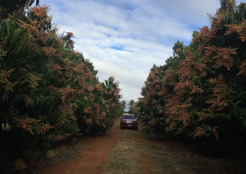 Manga: Bom pegamento das flores deve elevar produção em Livramento