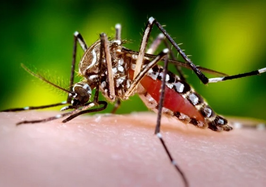 Casos de dengue na Bahia devem aumentar nos próximos meses, diz virologista