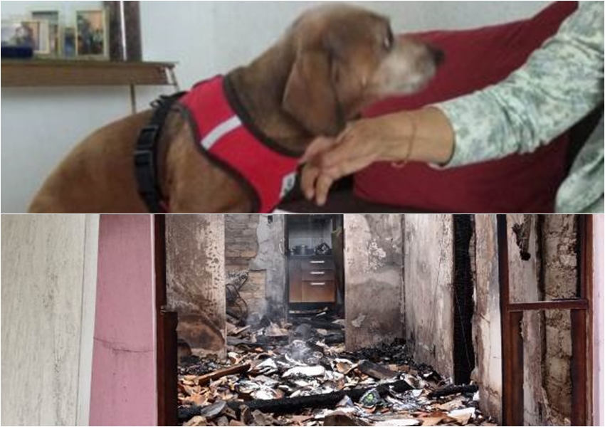 Cachorro percebe incêndio, chama a atenção de cuidadora e salva idosos em Feira de Santana