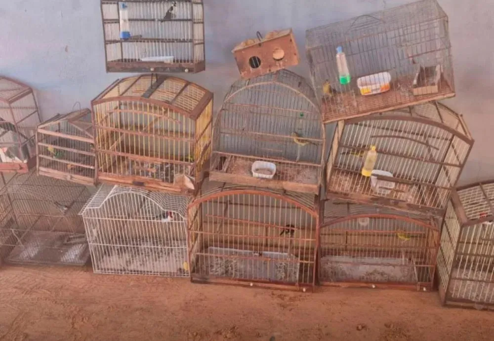 CIPPA resgata 17 aves silvestres mantidas em cativeiro em Rio do Pires e Caturama
